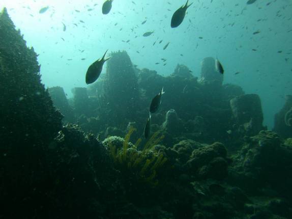 Peixes e corais durante mergulho nas paredes submersas ao sul de Roseau, em Parque Nacional submarino em Dominica, no Caribe